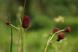 Sanguisorba officinalisGrote pimpernel bestellen